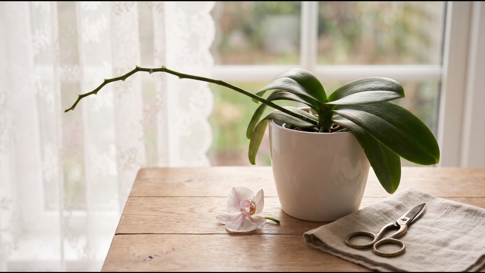 窓辺のテーブルに置かれた胡蝶蘭の鉢と、落ちた一輪の花、花茎を切るはさみ